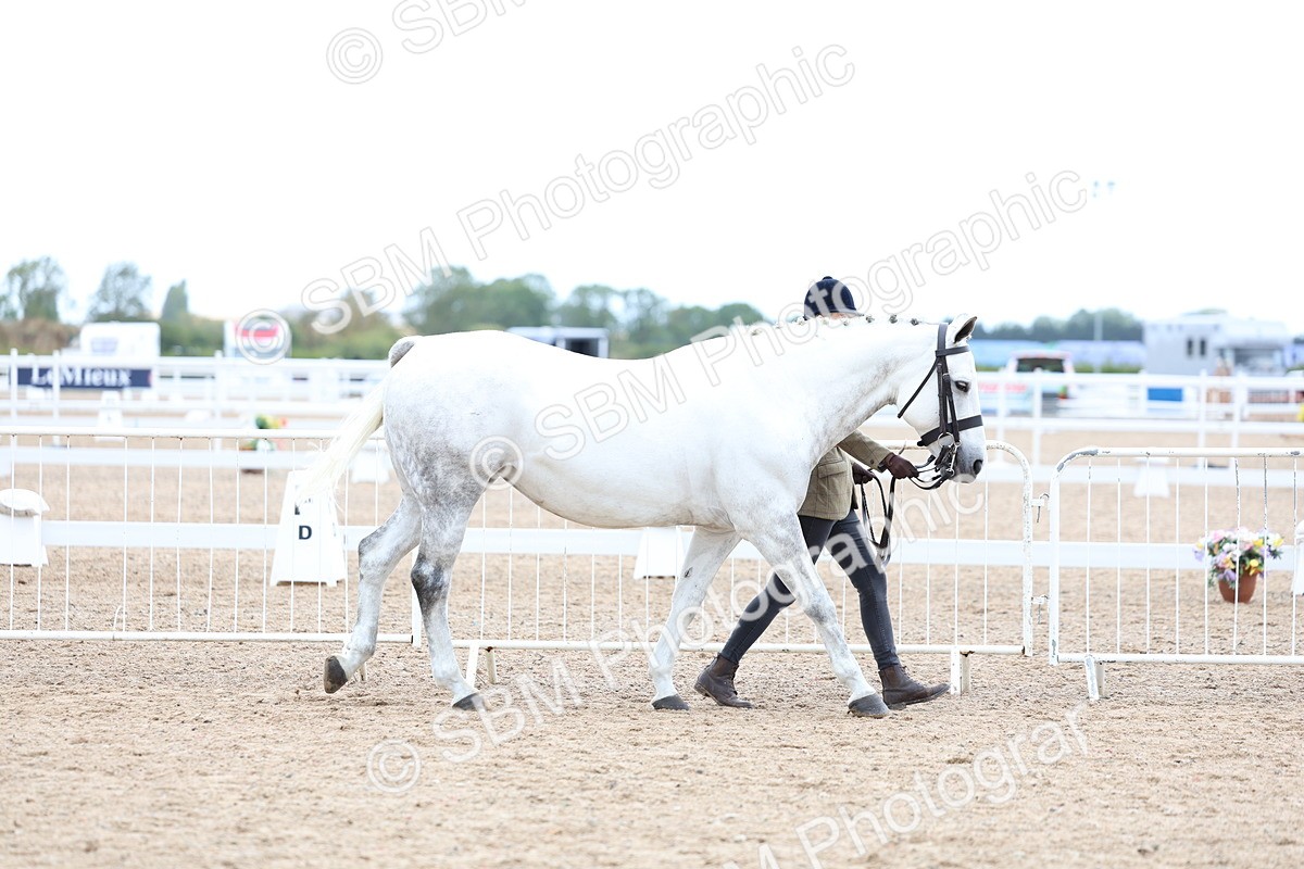 SBM_05685 - Class 28 - IH Veteran Horse