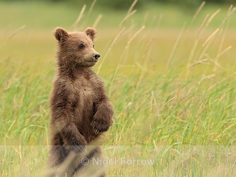 Brown Bear cub stands up on hind legs, Silver Salmon Creek, Alaska - Brown Bear