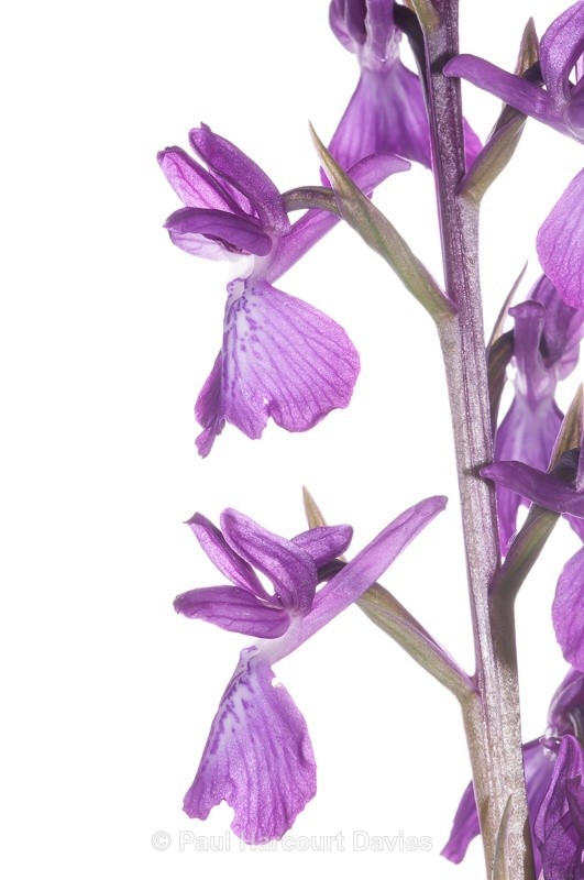  - WB: Orchids - Orchis