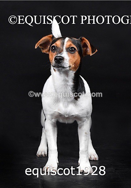 equiscot1928 - MARIS & CHIP