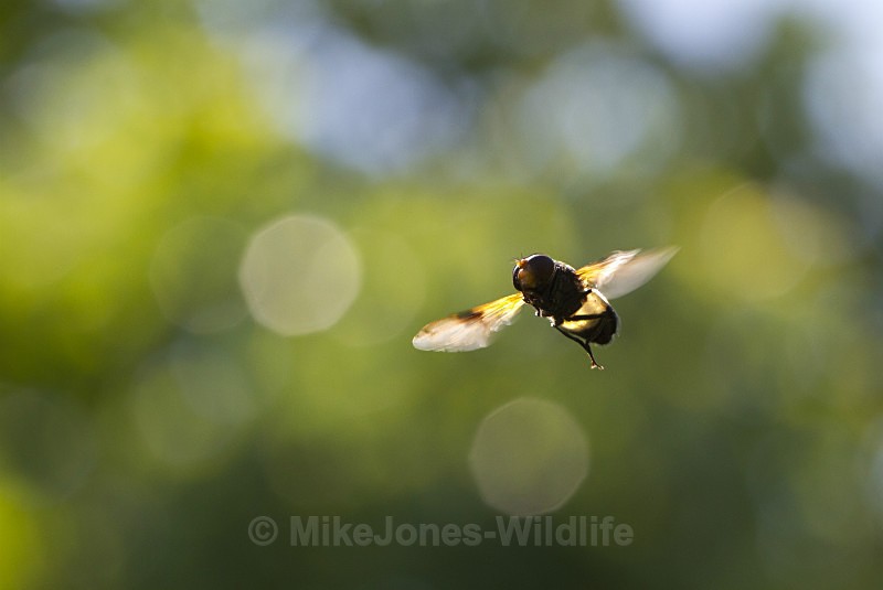  - MACRO IMAGES