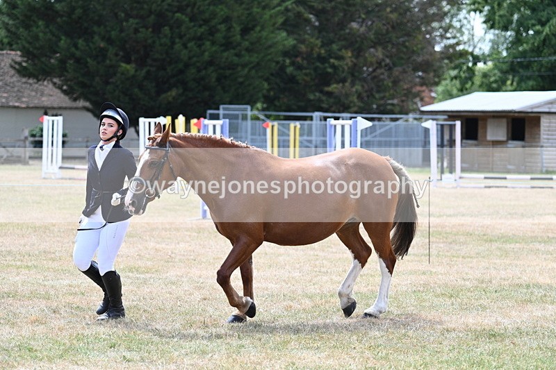 WJ7_1973 - Class 4a Prettiest Mare 14.2hh and over hand
