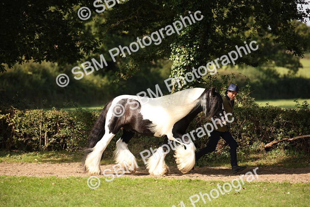 SBM_62209 - S55 - Traditional Cob In Hand