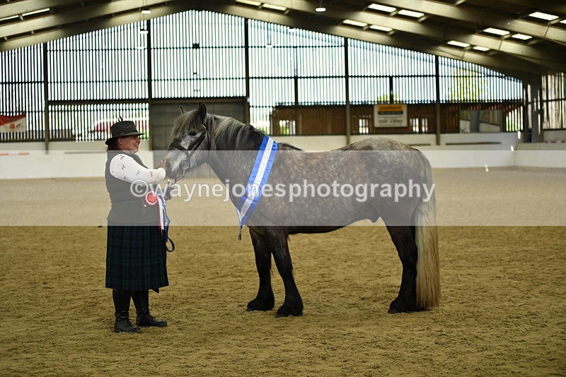 WJ5_5814 - Morning in hand Championship