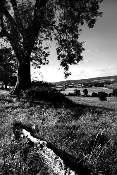 Fallen tree _S052 - Somerset landscape Photography