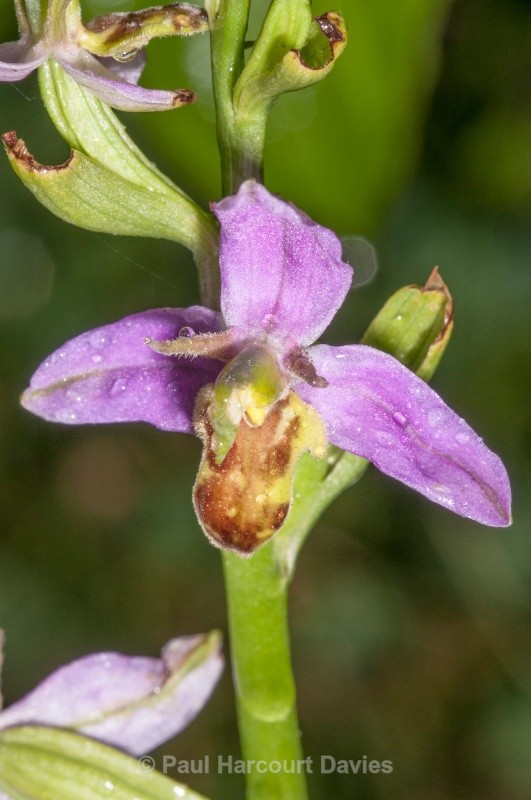  - Orchids - Ophrys