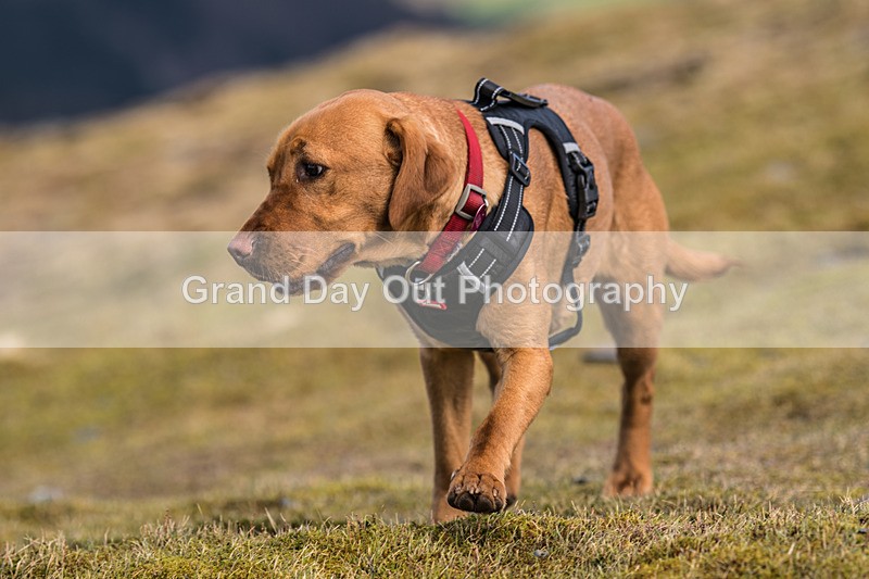 Coledale-1122 - Coledale Horseshoe Fell Race Saturday 30th March 2024