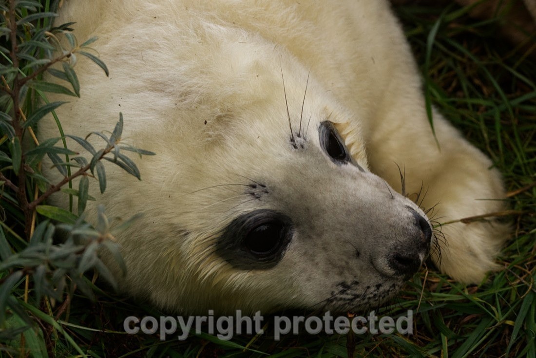 Grey Seal Pup - Lincolnshire - Mammals