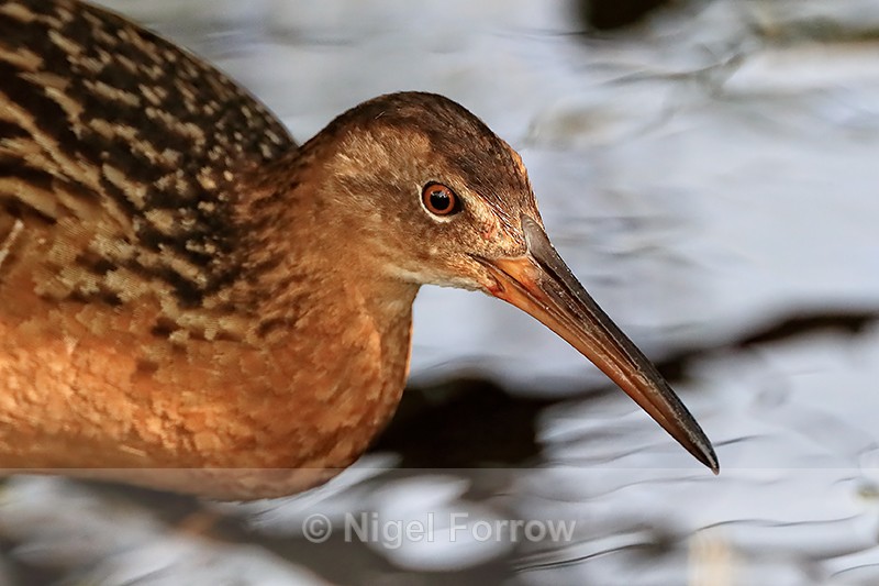 King Rail head close view, Viera Wetlands, Florida - King Rail