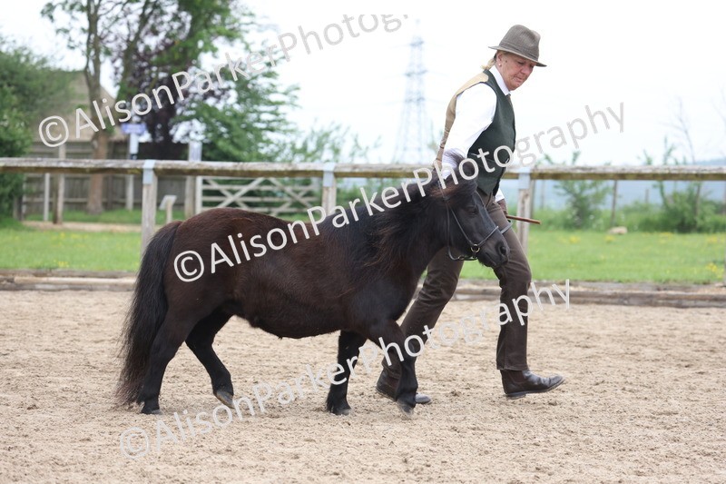 20260504-0484 - Class 4 - Minitures and Shetlands