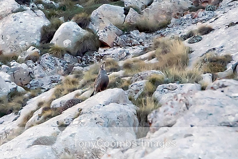 Caspian Snowcock - Turkey