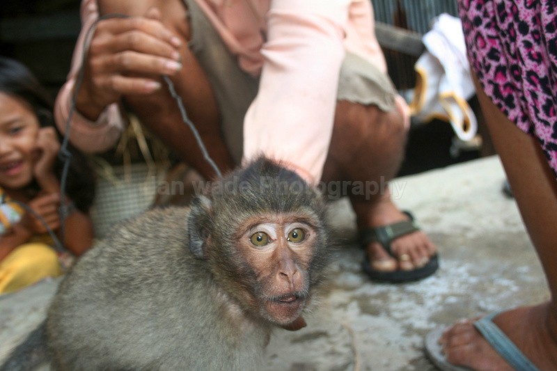 Macaques locked in a basement_Koh Rong - Cambodia - People, Places and Wildlife