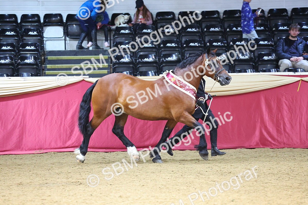 SBM_23040 - Class 903 - Supreme Final - IH Pre Vet