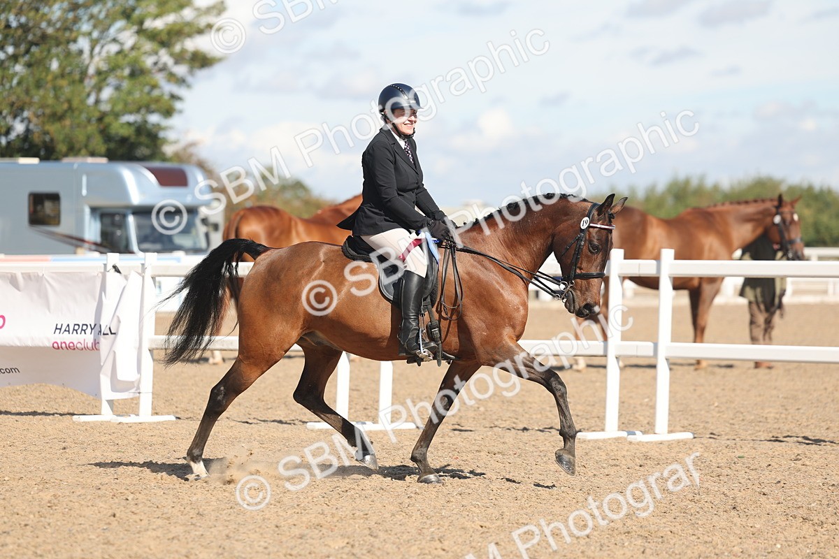 SBM_13144 - Class 305 - Ridden Foreign Breed Pure Bred