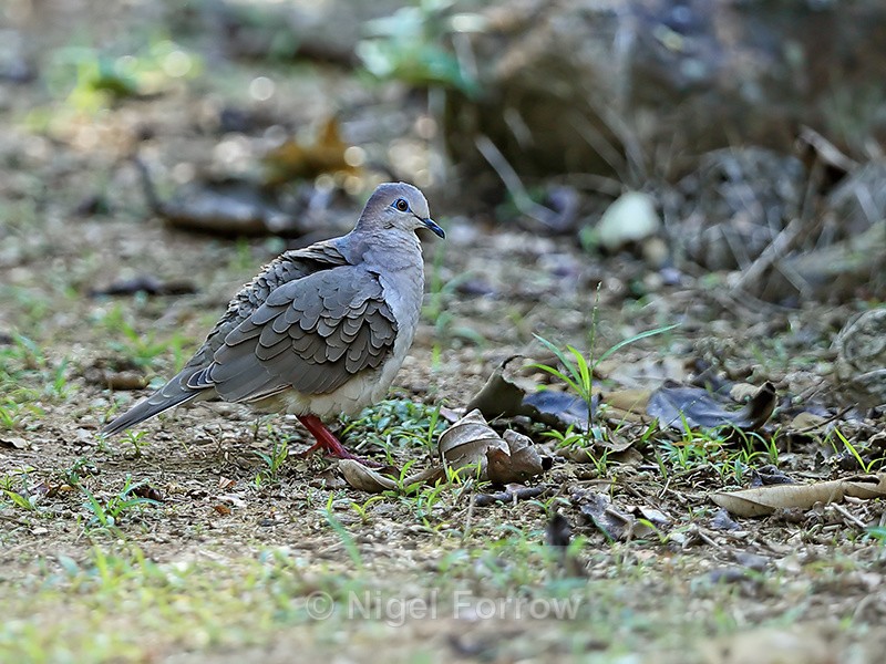 White-tipped Dove on ground, Osa Peninsula, Costa Rica - White-tipped Dove