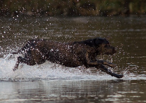 25 - Heney Gundogs