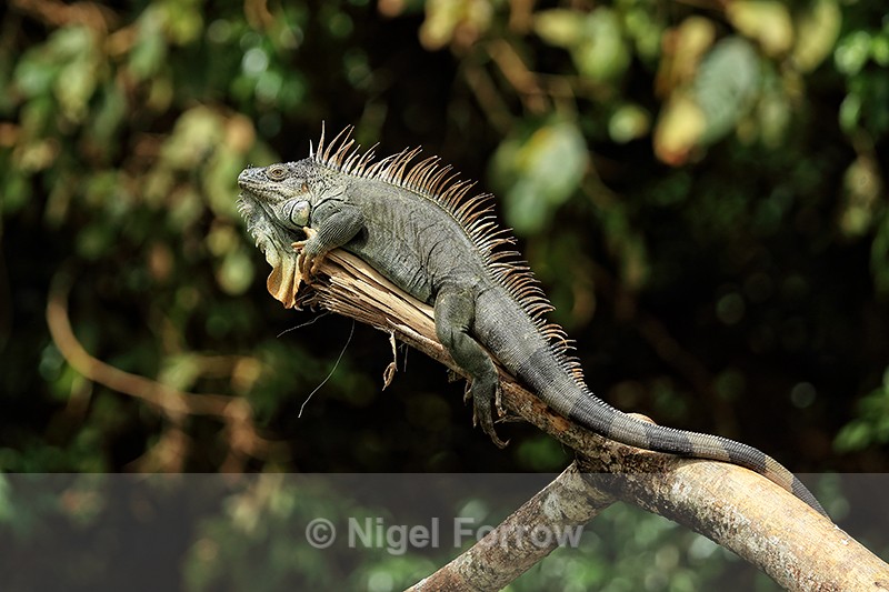 Green Iguana on overhanging branch above river, Costa Rica - REPTILES & AMPHIBIANS