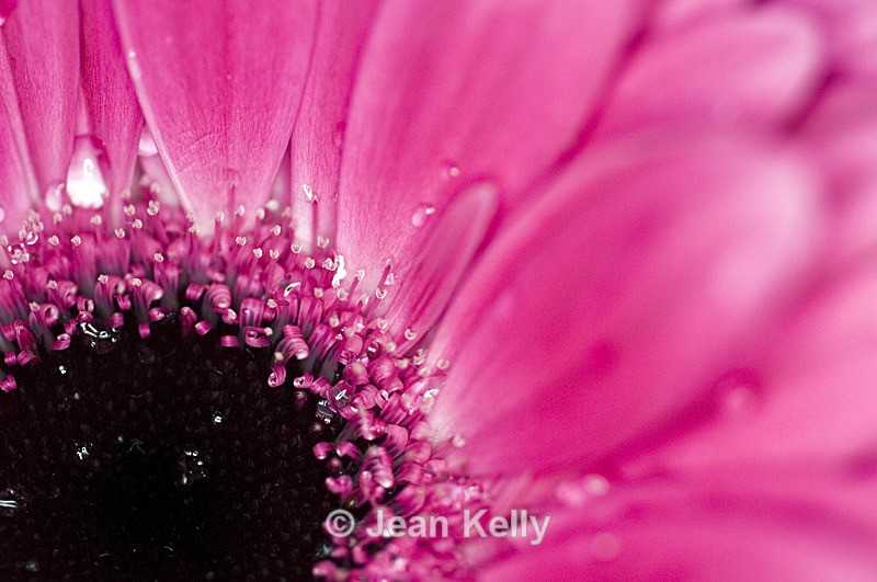 Flower - 2068 - Pink