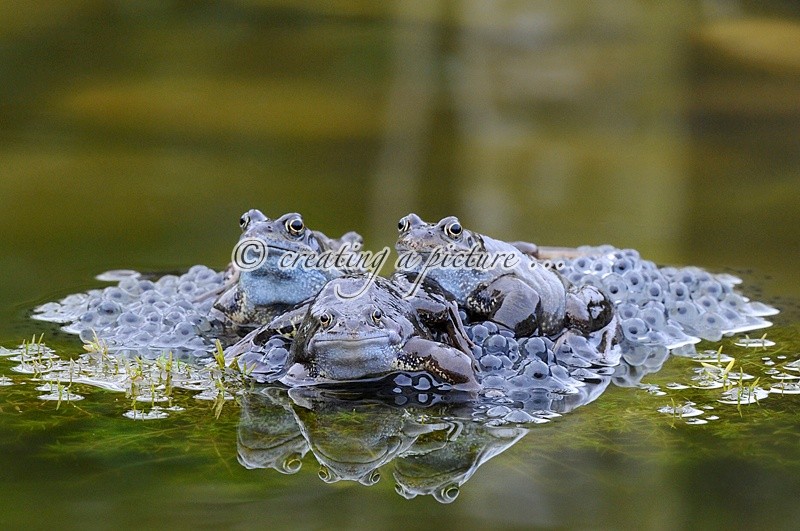 Guarding the Next Generation - Nature
