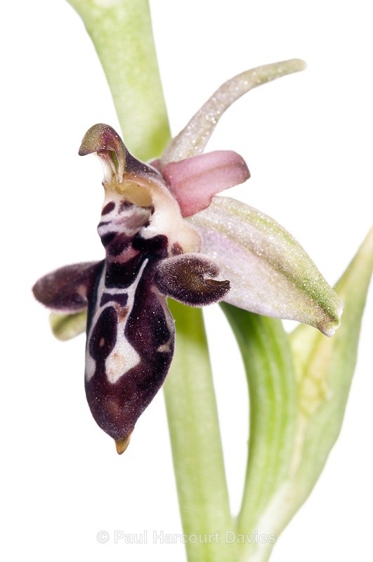  - WB: Orchids - Ophrys