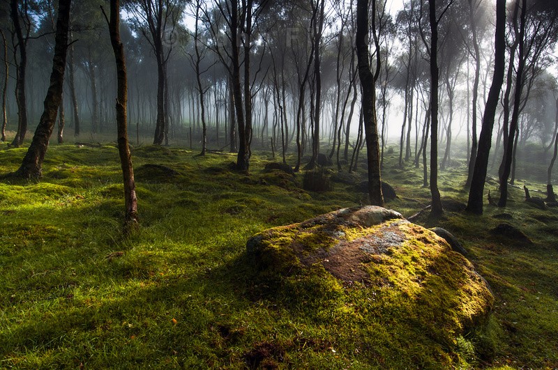 Woodland light - Awarded and Published