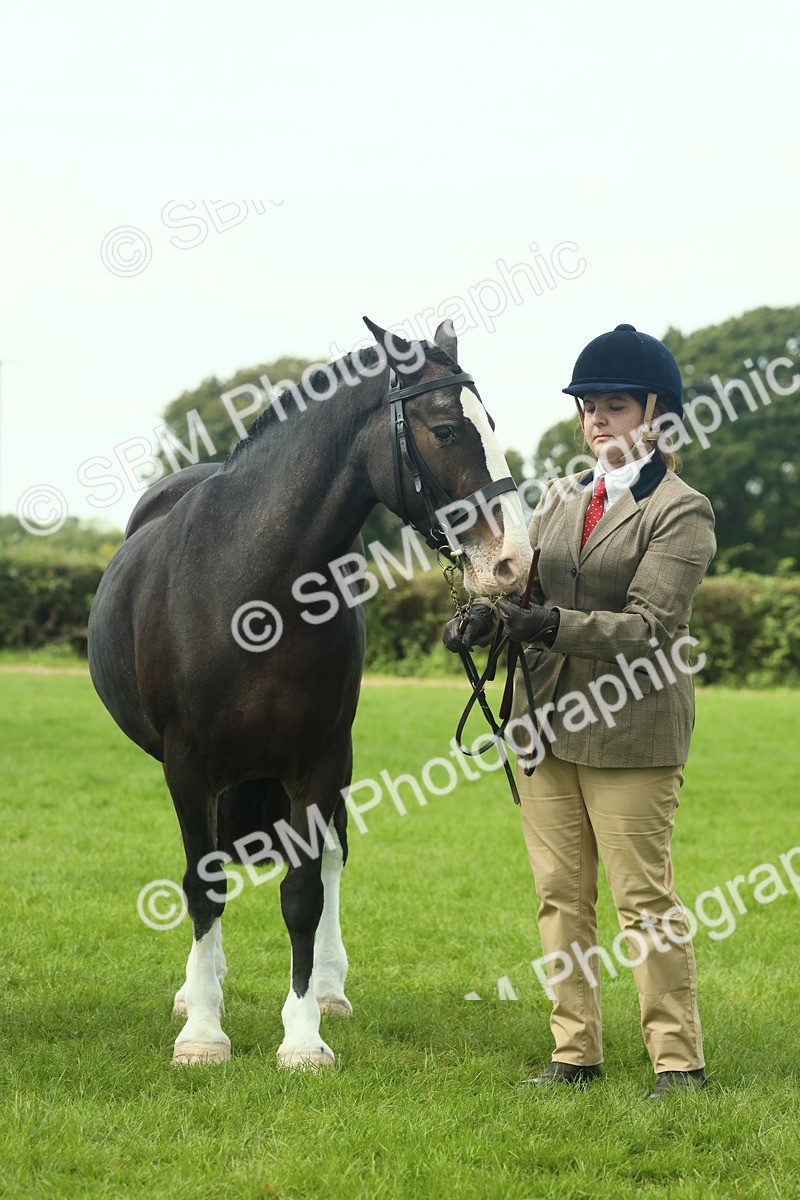 SBM_66477 - S34 - Rehabilitated Rescue Horse & Pony In Hand & Ridden