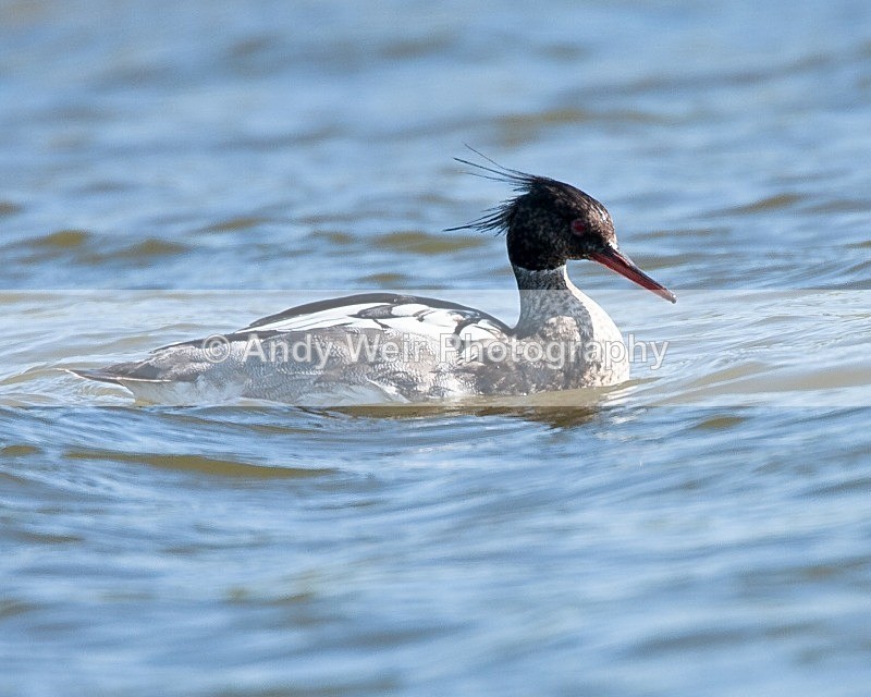 20090524-127 - Mergansers & Goosanders