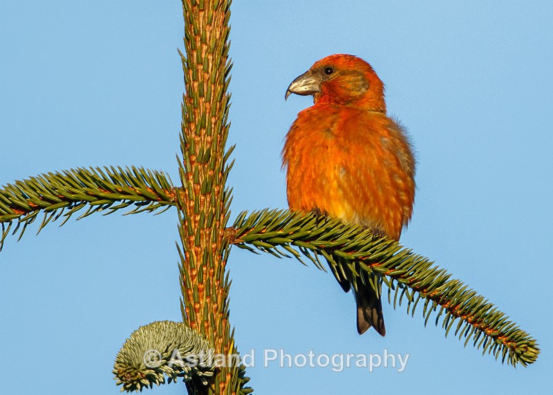 Astland Photography, Bird and Wildlife Images, Susan and Peter Wilson, U.K