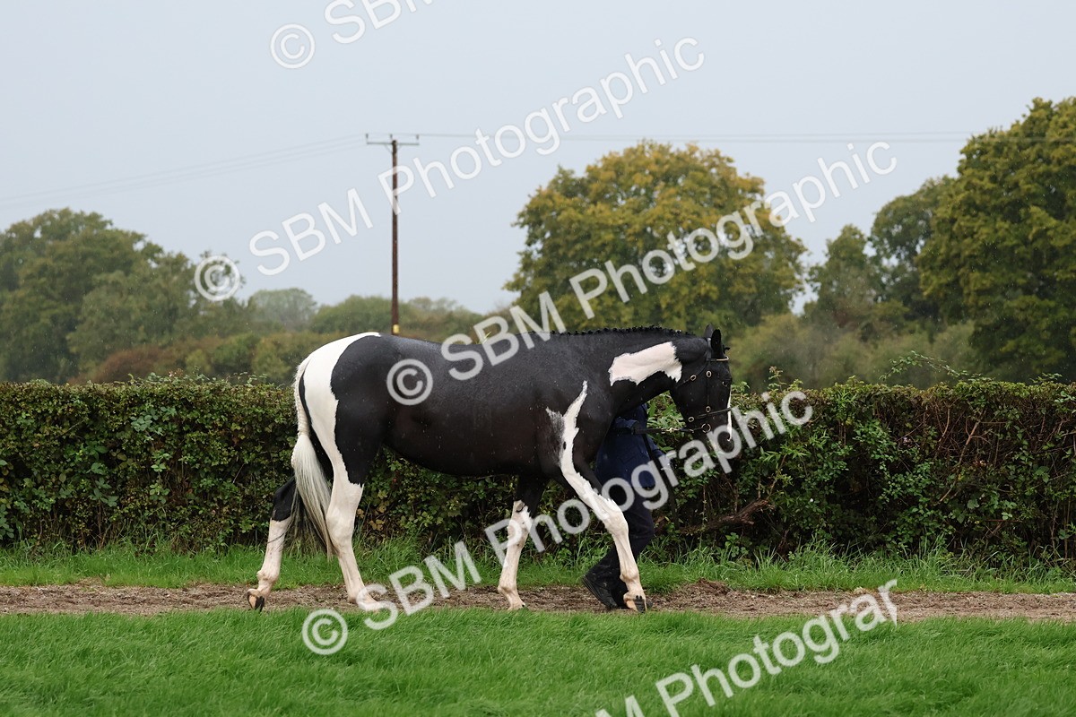SBM_35238 - S10 - Best In Hand Horse & Pony