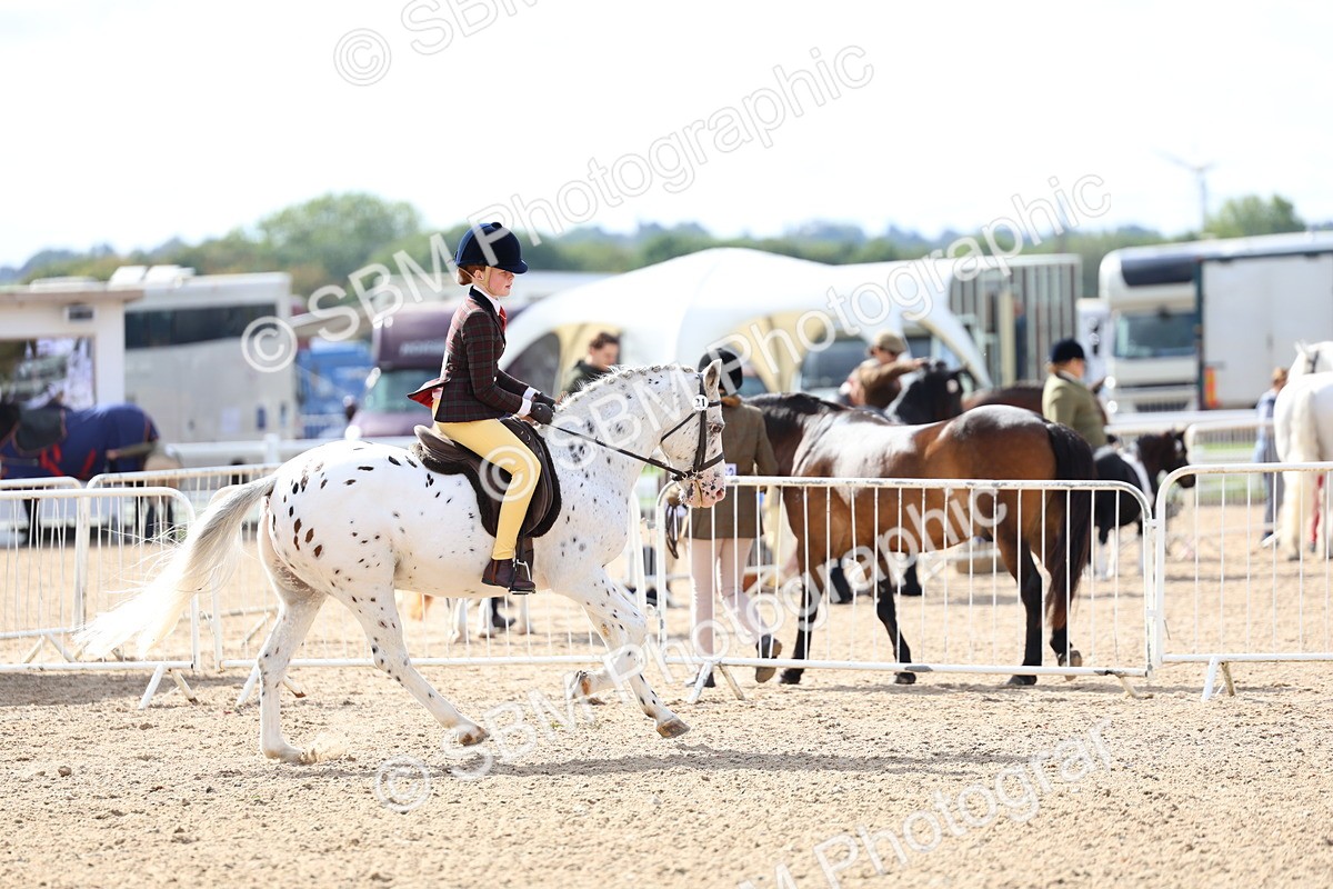 SBM_10814 - Class 305 - Ridden Foreign Breeds - Pure Bred