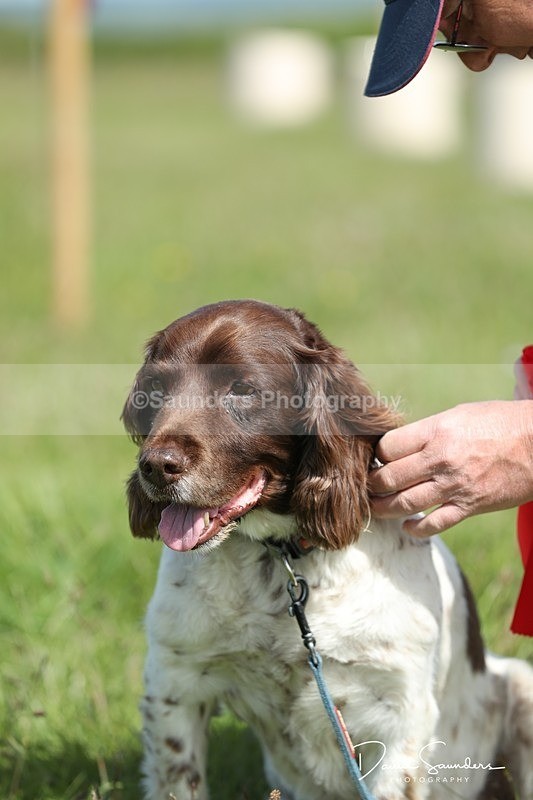 SPXX0608 - Dog show