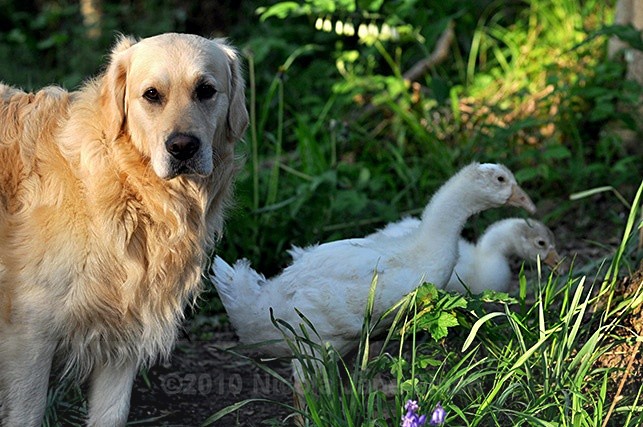 141jpg - Animals
