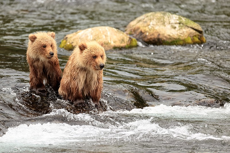 Two Brown Bear cubs wait patiently to be fed with salmon, Brooks Falls - Brown Bear