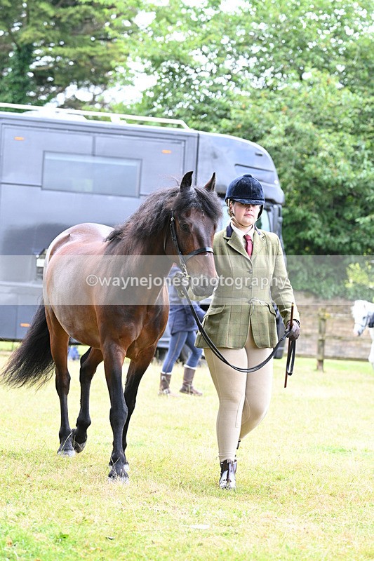 WJ7_6505 - Class 5 Handsome Gelding in hand