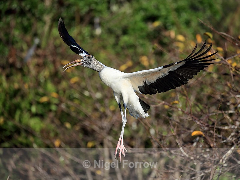 Wood Stork flying wings extended, Wakodahatchee Wetlands, Florida - Wood Stork