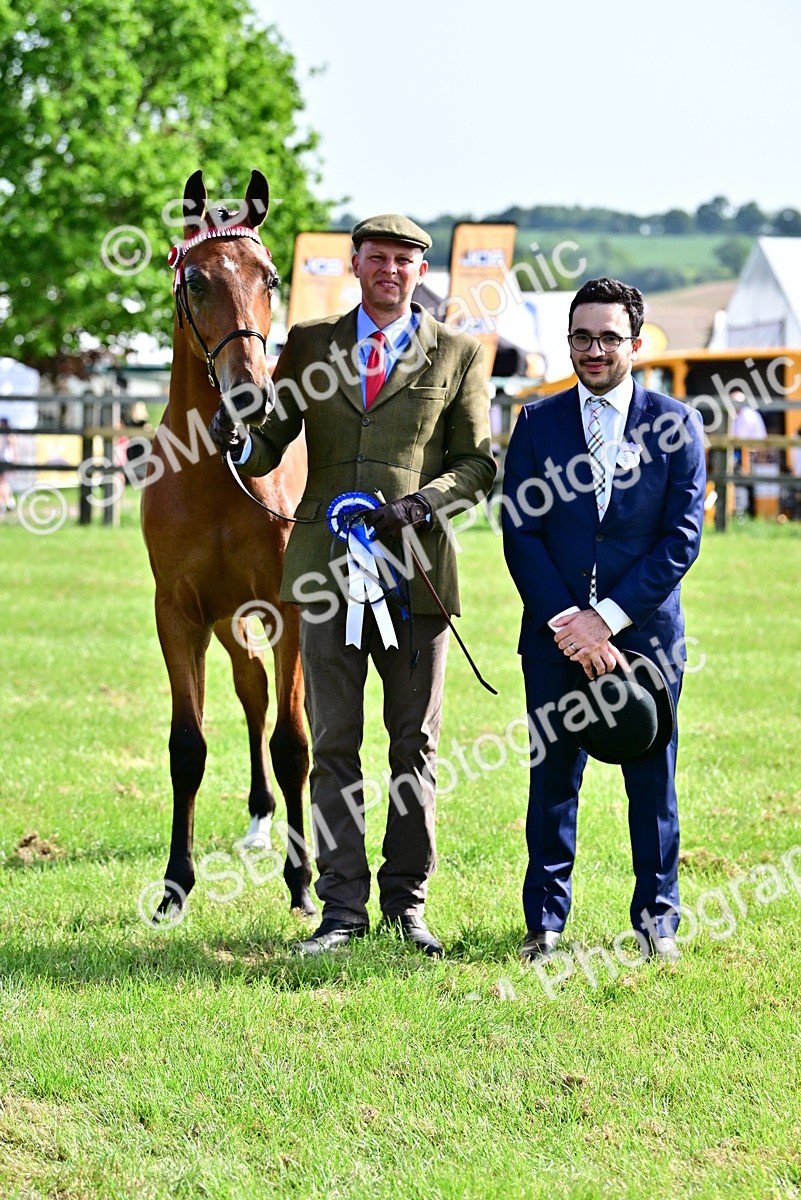 SBM_01117 - Class 46-49 - Arab and Part Bed-Anglo Arab In Hand