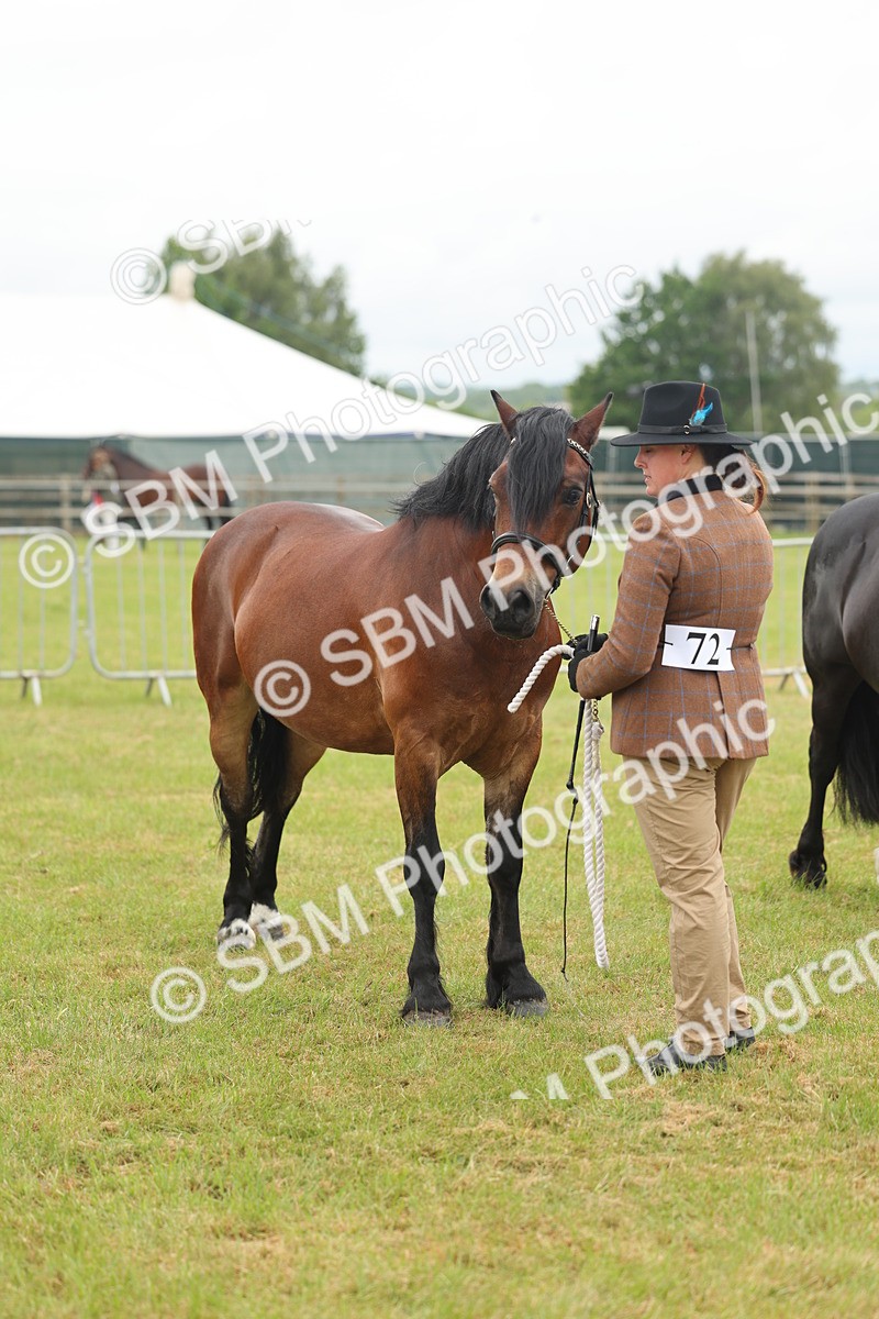 SBM_04917 - Class 50-57 - M&M Welsh Pony In Hand