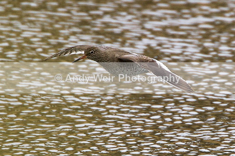 20130421-_MG_3018 - Other Waders