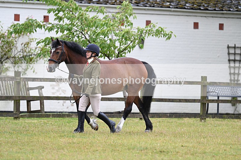 WJ7_6018 - Class 4a Prettiest Mare over 14hh
