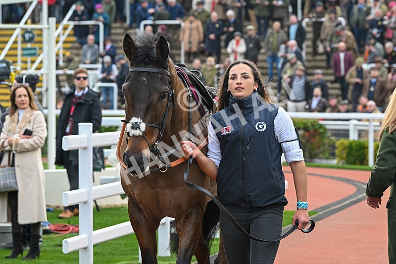151124-Race 3-Paddock-Boothill-7581 - Race 3