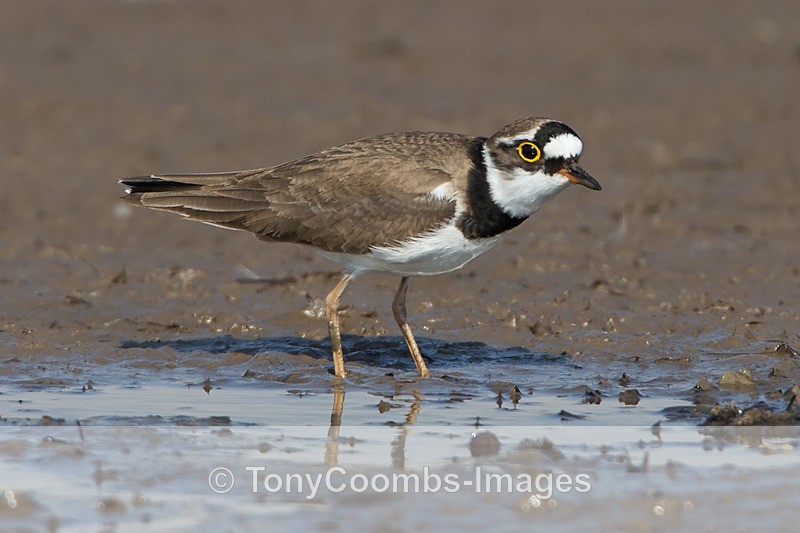 Little-ringed Plover - Lesvos ~ Wading Birds
