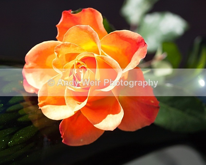 20110626-IMG_8796 - Plants & Flowers