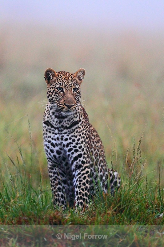 Leopard in the morning mist - Leopard