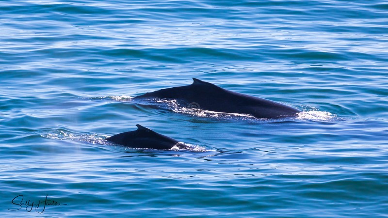 Mother and Calf 2