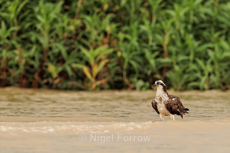 Osprey standing in shallow water, Rio Sao Lourenco, Brazil - Osprey