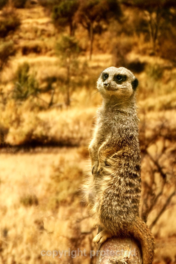 Meerkat - Wildlife Vets International