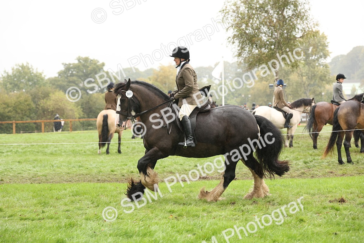 SBM_69822 - S69 - Show Cob Ridden