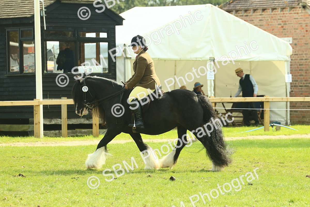 SBM_66624 - S34 - Rehabilitated Rescue Horse & Pony In Hand & Ridden