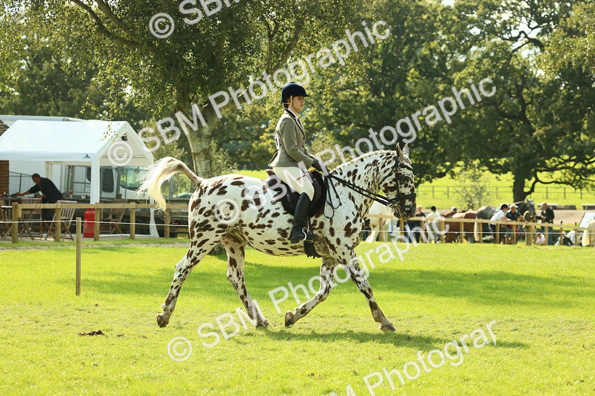 SBM_62390 - S62 - Foreign Breeds Ridden