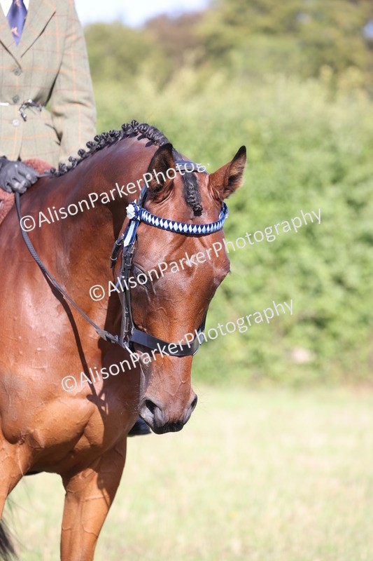 20260906-0377 - Class 14 - Ex Racehorse